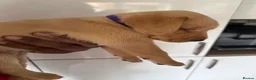 Labrador Retriever dogs for sale: Beautiful pure labrador retriever puppies. - Advert 6