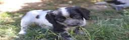 Cocker Spaniel dogs for sale: Working cockers  - Advert 22