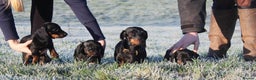 Miniature Dachshund dogs for sale: Stunning Miniature Dachshund Puppies - Advert 9