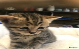 British Shorthair cats for sale: British shorthair kittens  - Image 6