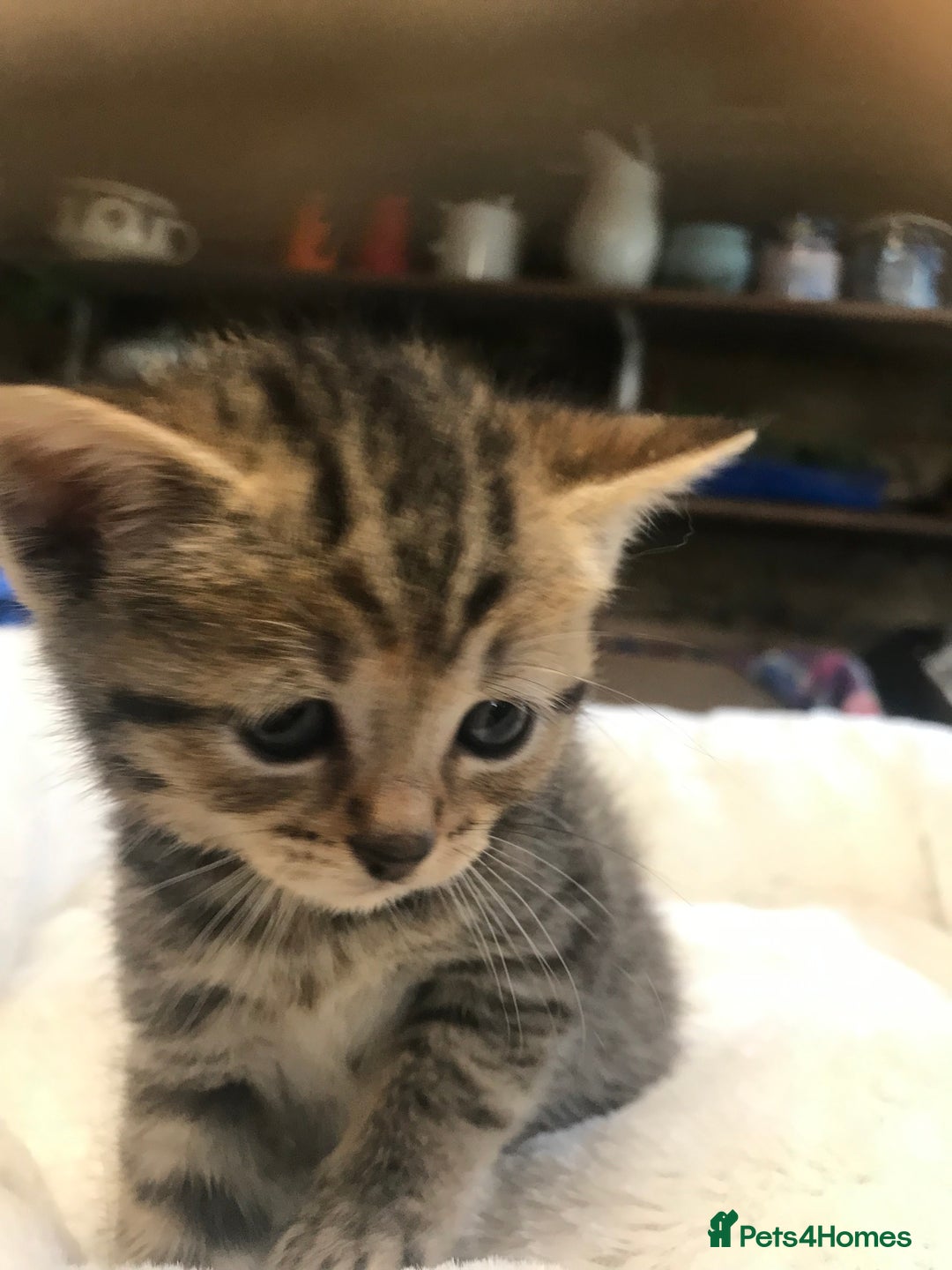 British Shorthair cats for sale: British shorthair kittens  - Image 6