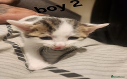 Mixed Breed cats for sale: Mixed bread kittens - Image 5
