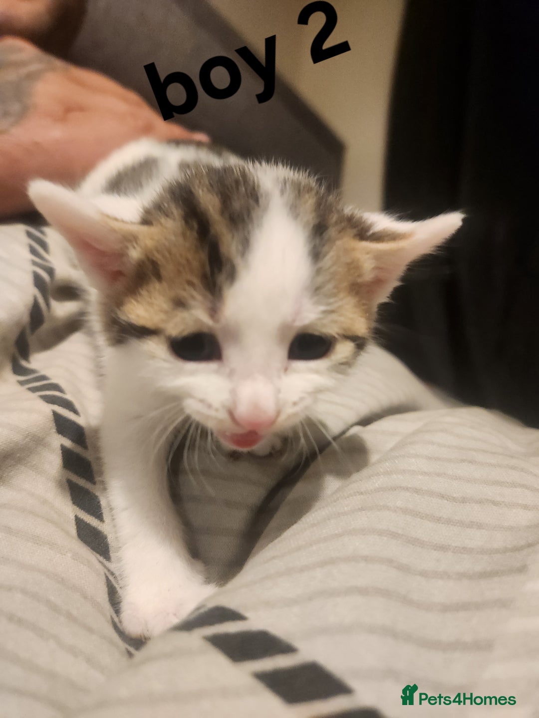 Mixed Breed cats for sale: Mixed bread kittens - Image 5