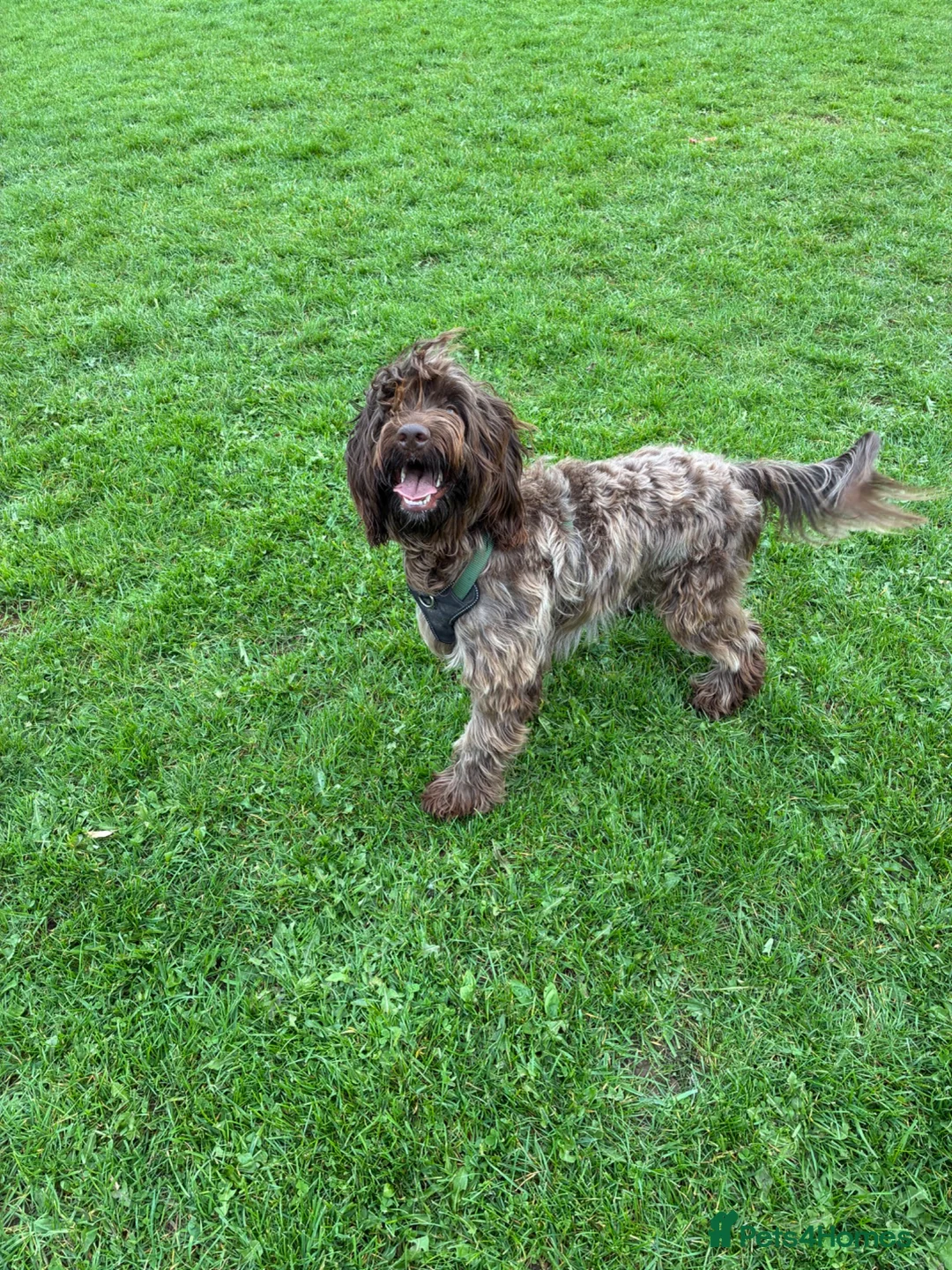Mixed Breed dogs for stud: Cockapoo  - Advert 3