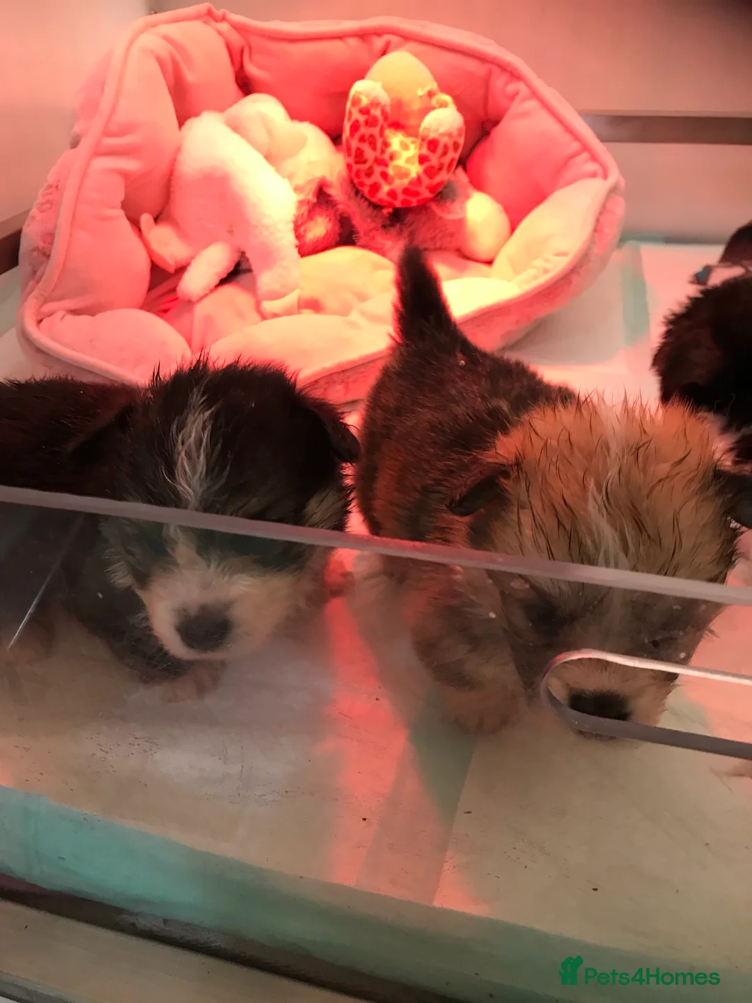 Welsh Corgi Pembroke dogs for stud: TOP QUALITY PROVEN !!! KC Pembroke Corgi for stud in Rugby - Advert 14