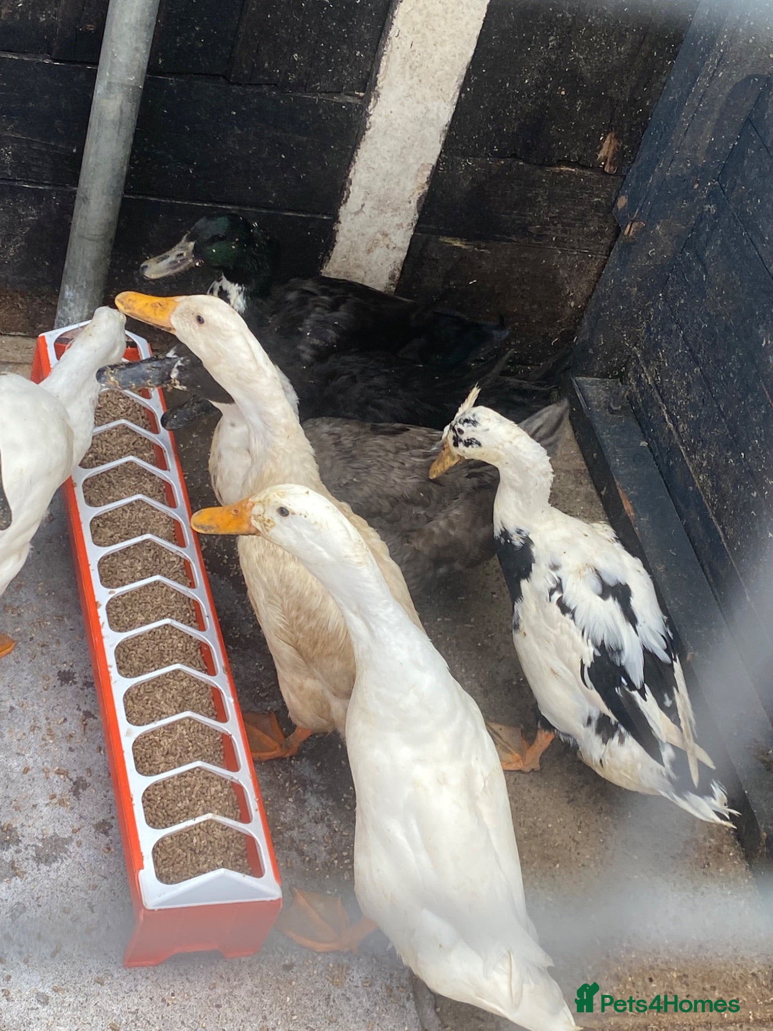 Ducks poultry 8 ducks - Advert 1