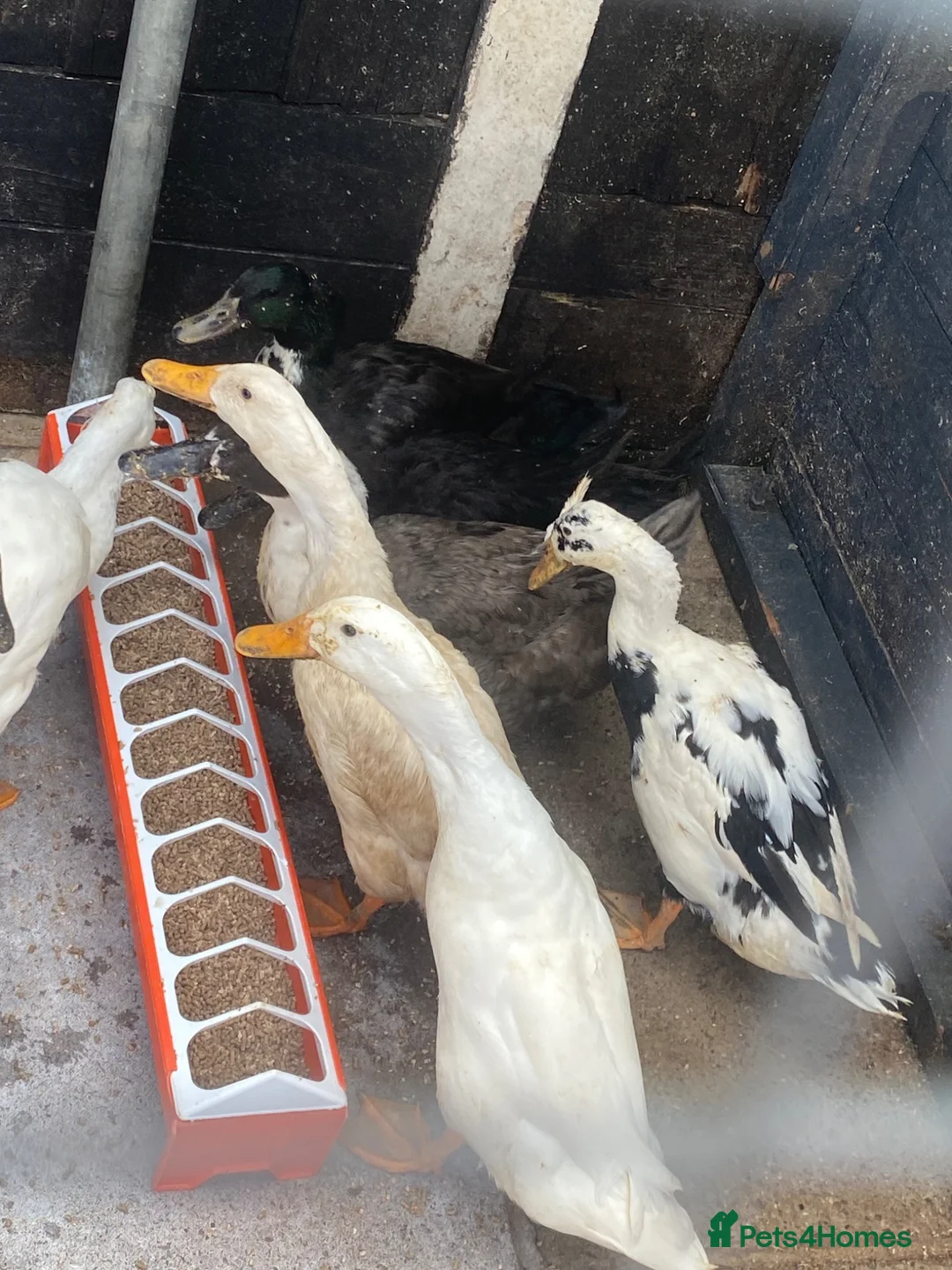 Ducks poultry for sale: 8 ducks - Advert 1