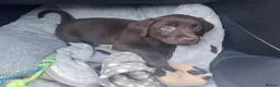 Labrador Retriever dogs for sale: Chocolate Female Labrador  in Portsmouth - Advert 13