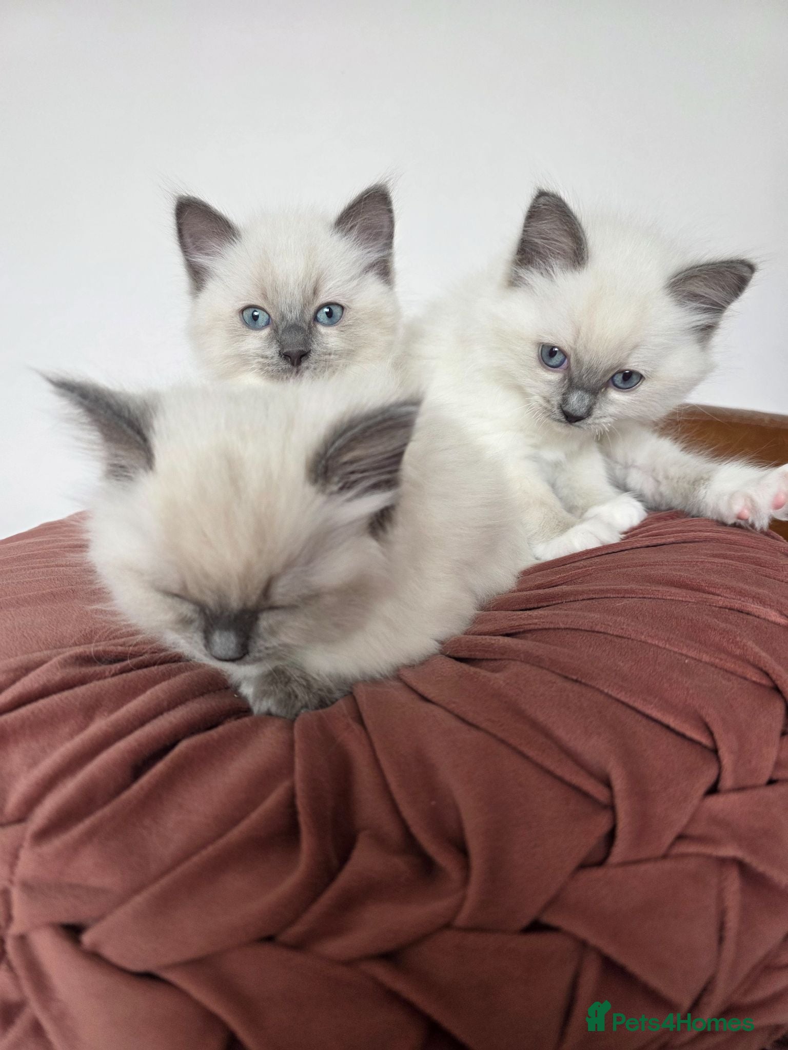 Ragdoll cats Beautiful Ragdoll kittens for sale - Advert 1