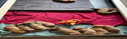 Labrador Retriever dogs for sale: Beautiful fox red Labrador litter  - Advert 13