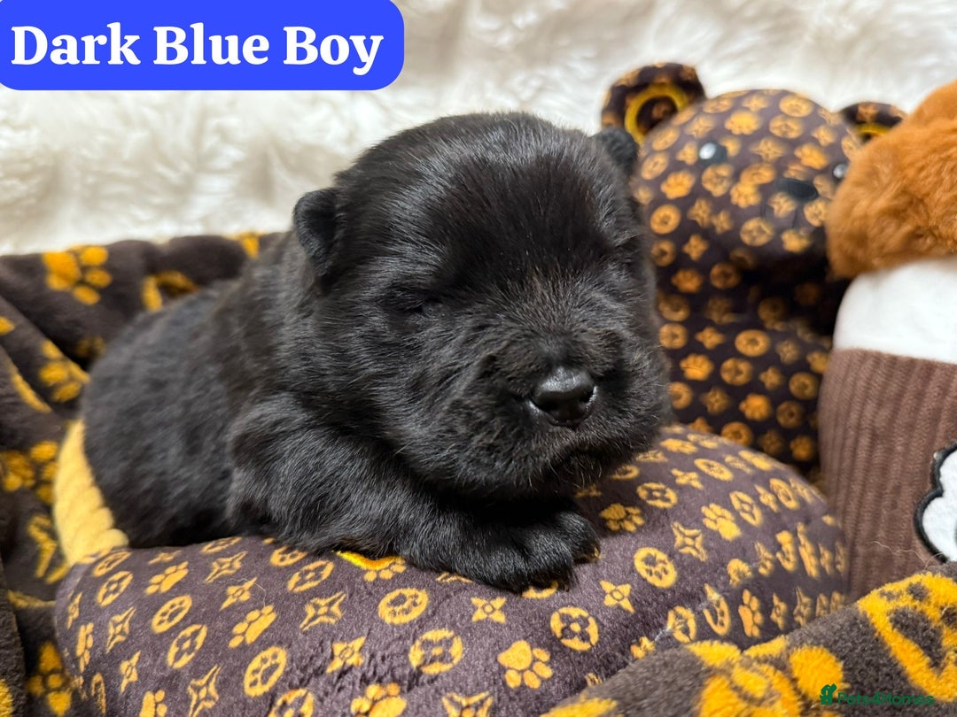 Chow Chow dogs for sale: 🏆 ** Just one Teddy Bear remaining  ** 🏆 - Advert 29