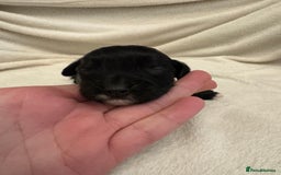 Cocker Spaniel dogs for sale: Cocker Spaniel Pups Seeking Forever Homes!💖 - Image 37