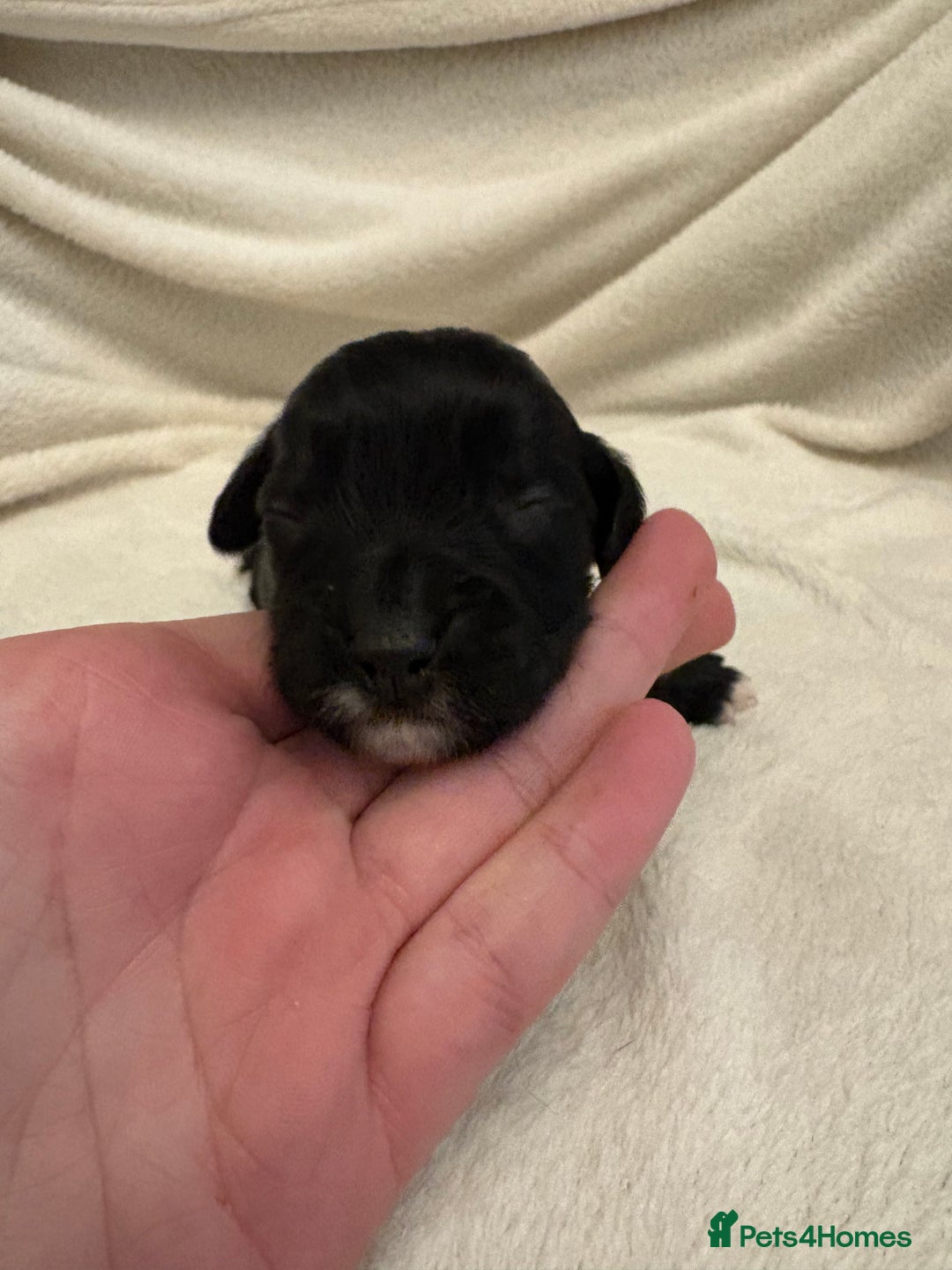 Cocker Spaniel dogs for sale: Cocker Spaniel Pups Seeking Forever Homes!💖 - Image 37