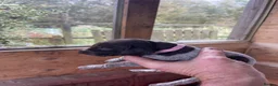 German Shorthaired Pointer dogs for sale: German Shorthaired pointer in Lanark - Advert 4