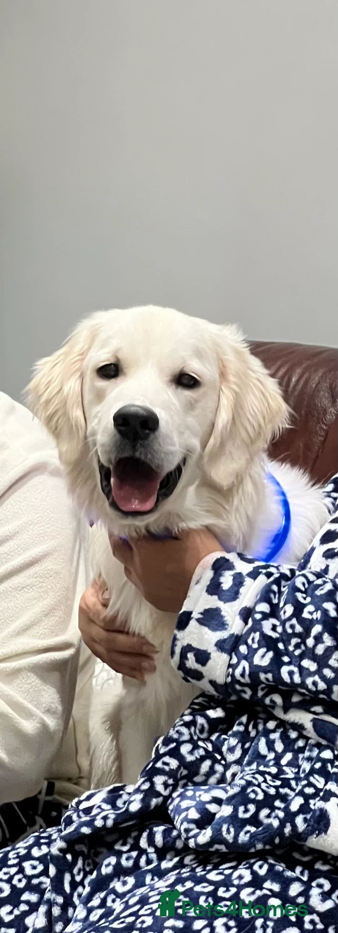 Golden Retriever dogs for sale: Rambo the retriever ❤️ - Advert 1