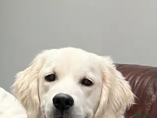 Golden Retriever dogs Rambo the retriever ❤️ - Advert 1