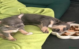 Chihuahua dogs for sale: Lilac Chihuahua (small) - Image 8