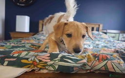 Mixed Breed dogs for sale: Parson Russell Cross Puppies  - Image 6