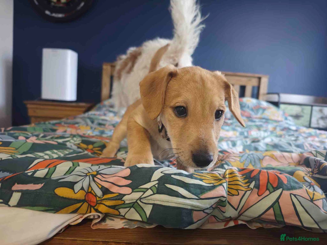 Mixed Breed dogs for sale: Parson Russell Cross Puppies  - Image 6