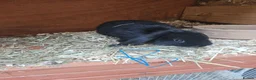 Mixed Breed rabbits for sale: Male babby rabbits left from litter  - Advert 17