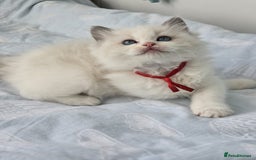 Ragdoll cats for sale: Active TICA princesses 👑❤️🩷💜 - Image 5