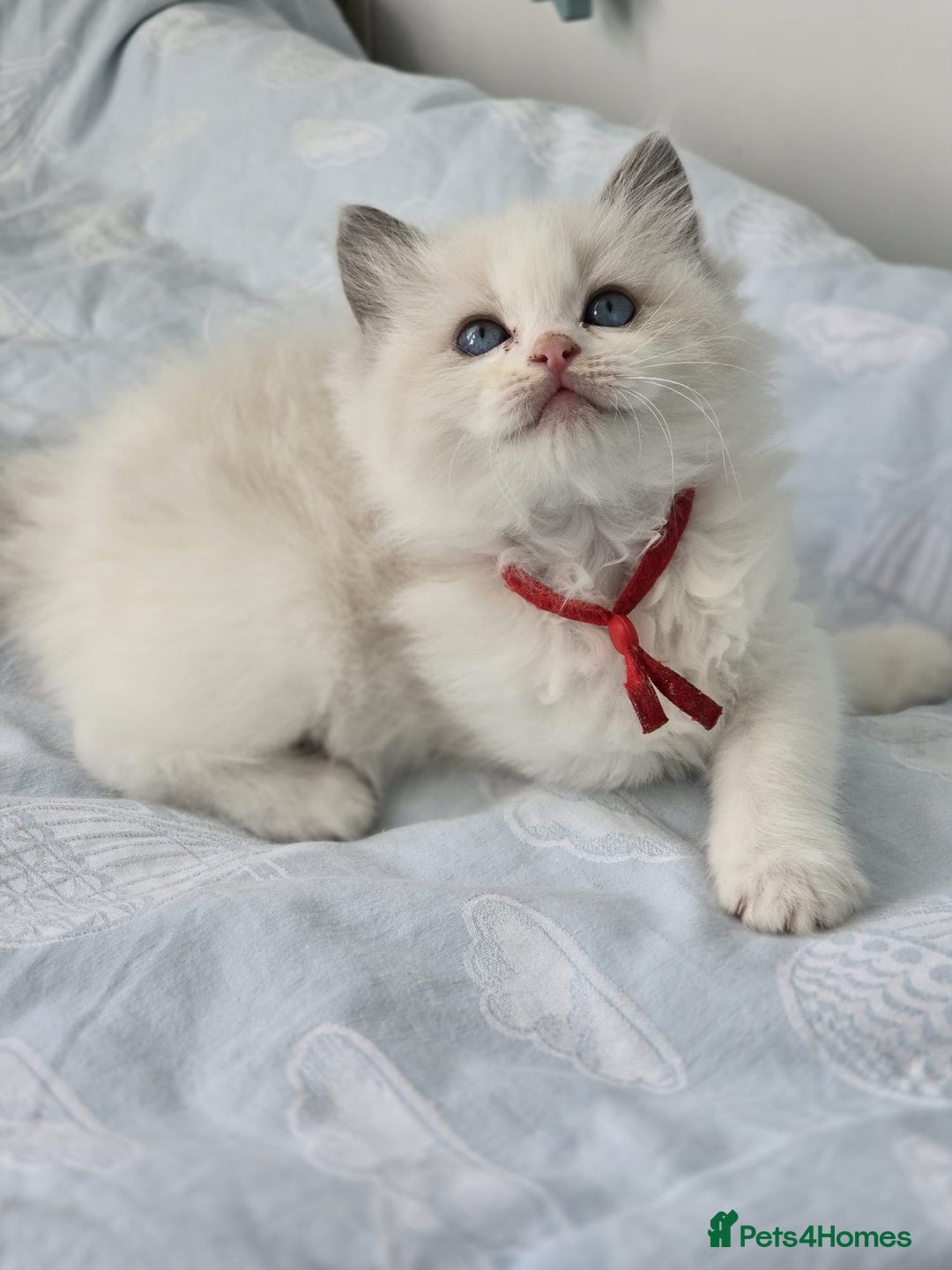 Ragdoll cats for sale: Active TICA princesses 👑❤️🩷💜 - Image 5