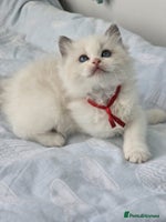 Ragdoll cats - Advert 5