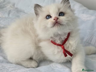 Ragdoll cats - Advert 26