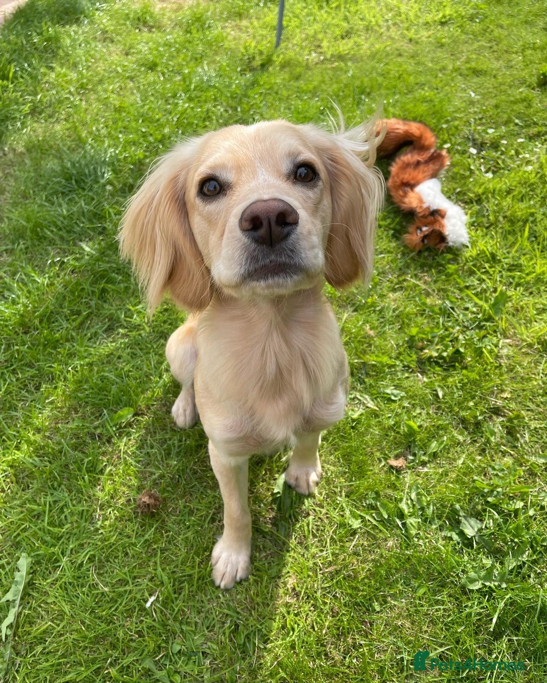 Cocker Spaniel dogs for stud: Proven Working Cocker Spaniel stud - KC Registered in Cockermouth - Advert 7