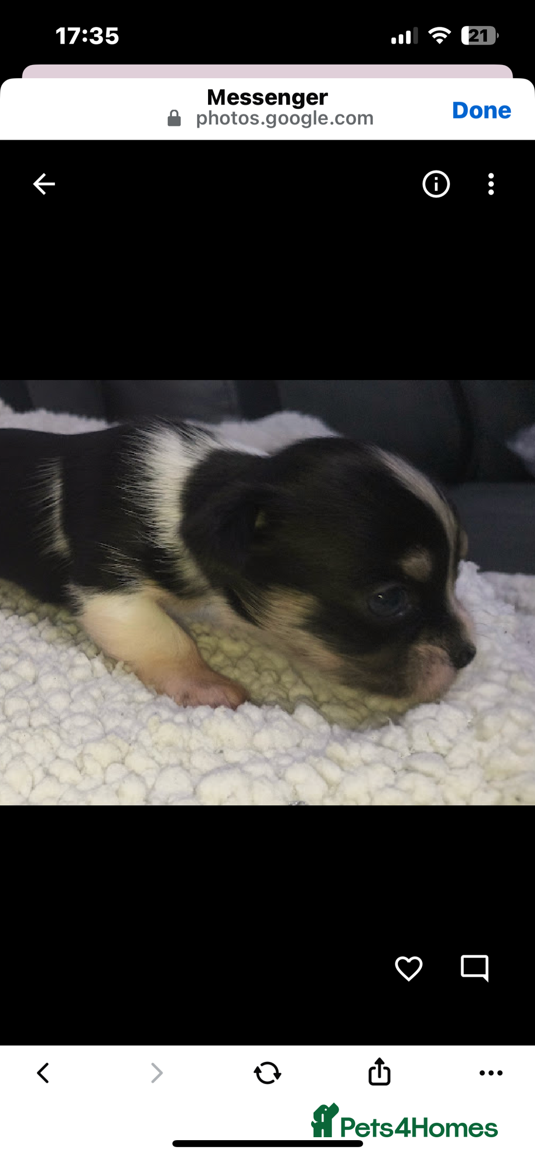 Mixed Breed dogs for sale: t cup chihuahua x pooshon - Image 11