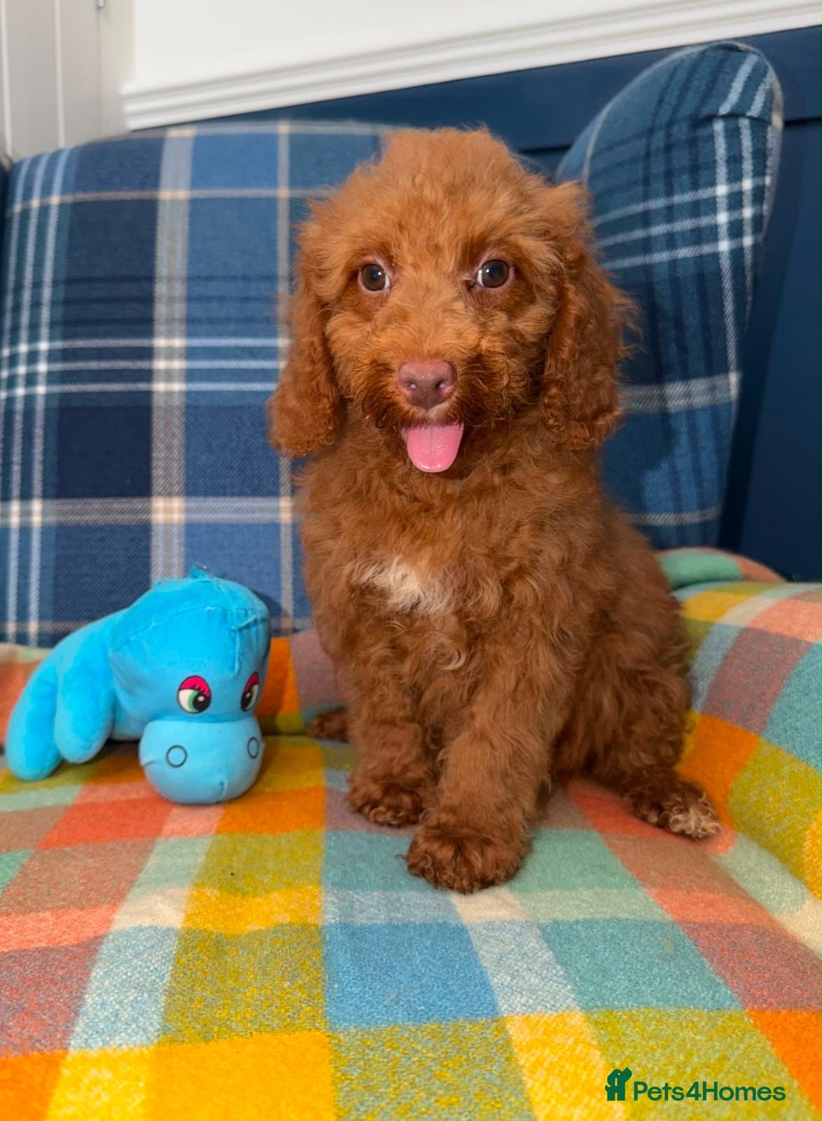 Miniature Poodle dogs Beautiful Mini Poodle Puppies - Ready Now  - Advert 2