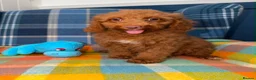 Miniature Poodle dogs for sale: Beautiful Mini Poodle Puppies - Ready Now  - Advert 2