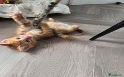 Maine Coon cats for sale: Stunning Maine Coon Kittens - Ready NOW -  - Image 5