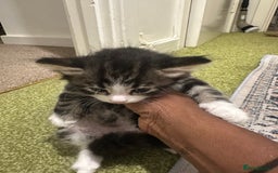 British Longhair cats for sale: Beautiful & playful kittens ready for new home - Image 13