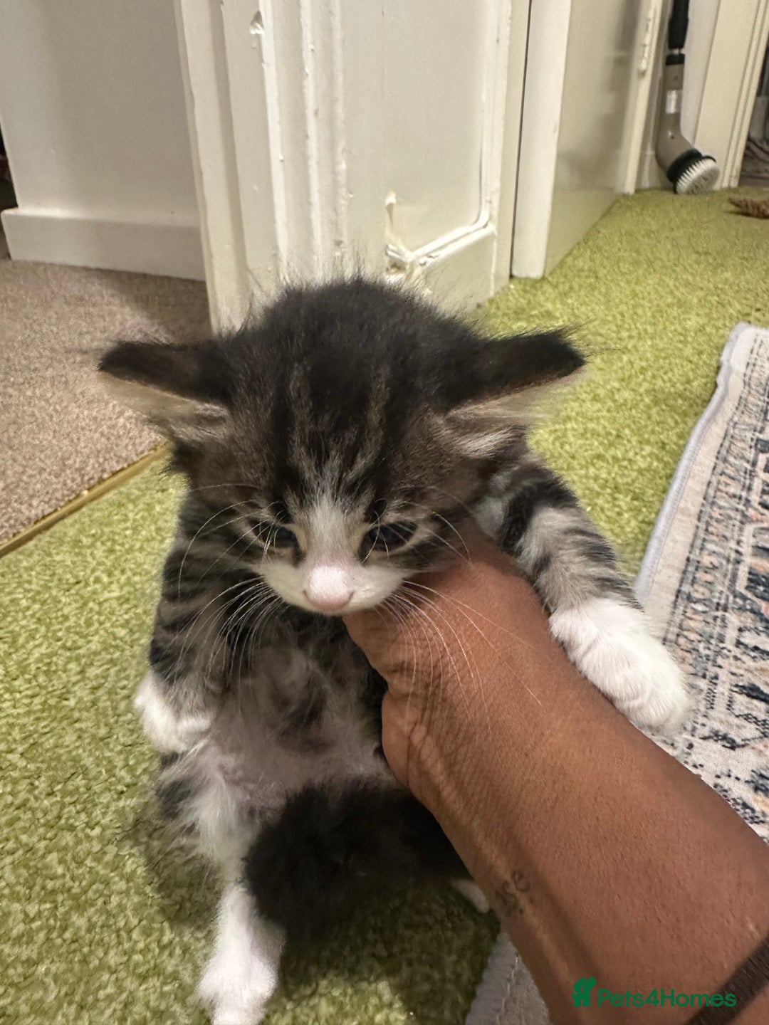 British Longhair cats for sale: Beautiful & playful kittens ready for new home - Image 13