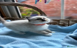 Ragdoll cats for sale: One gorgeous boy,  Luxury pedigree. - Image 3