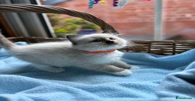 Ragdoll cats - Advert 3