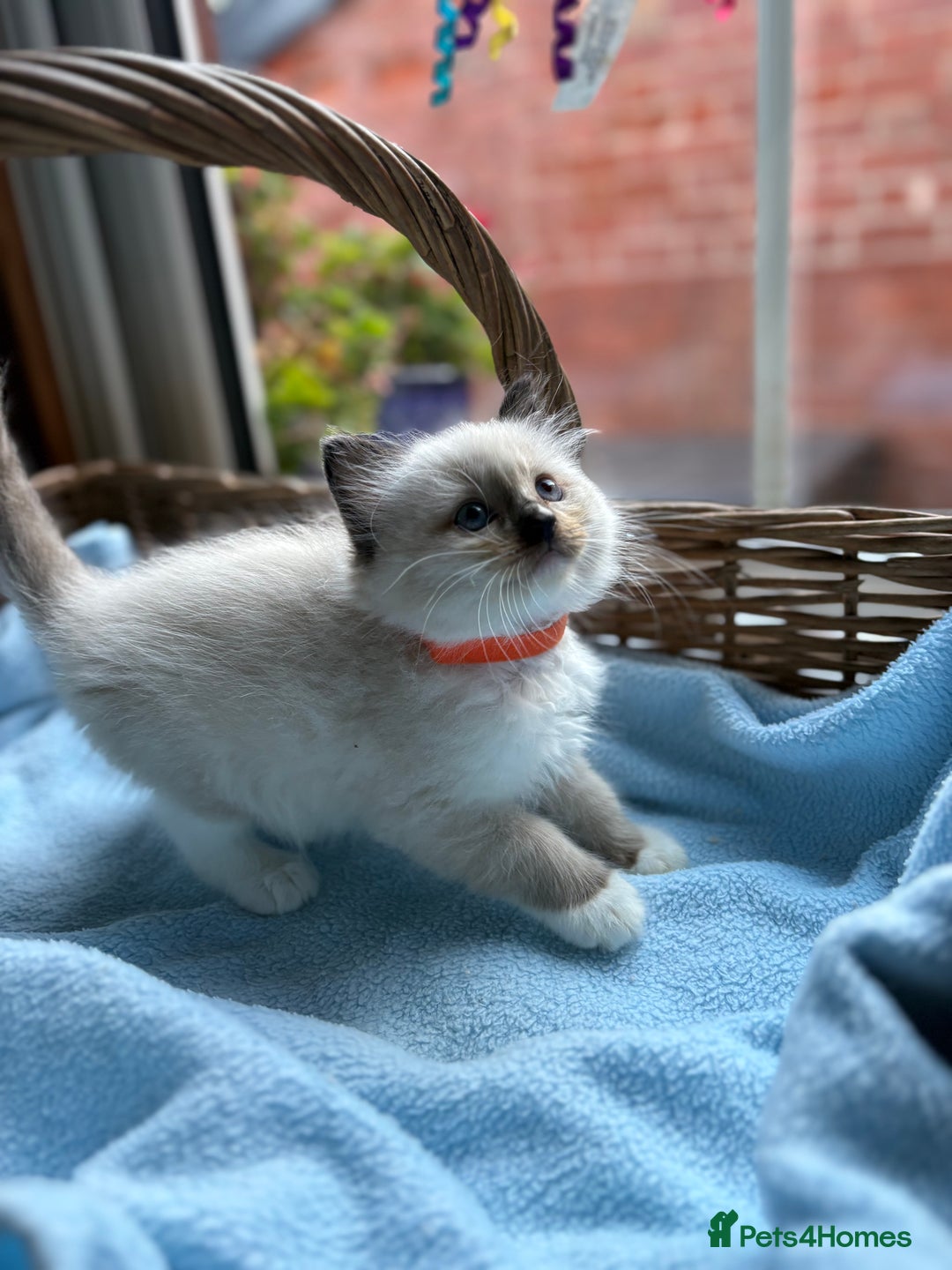 Ragdoll cats for sale: One gorgeous boy,  Luxury pedigree. - Image 3