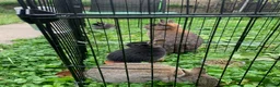 Netherland Dwarf rabbits for sale: LAST 1 LEFT - Gorgeous Netherland Dwarf - Advert 13