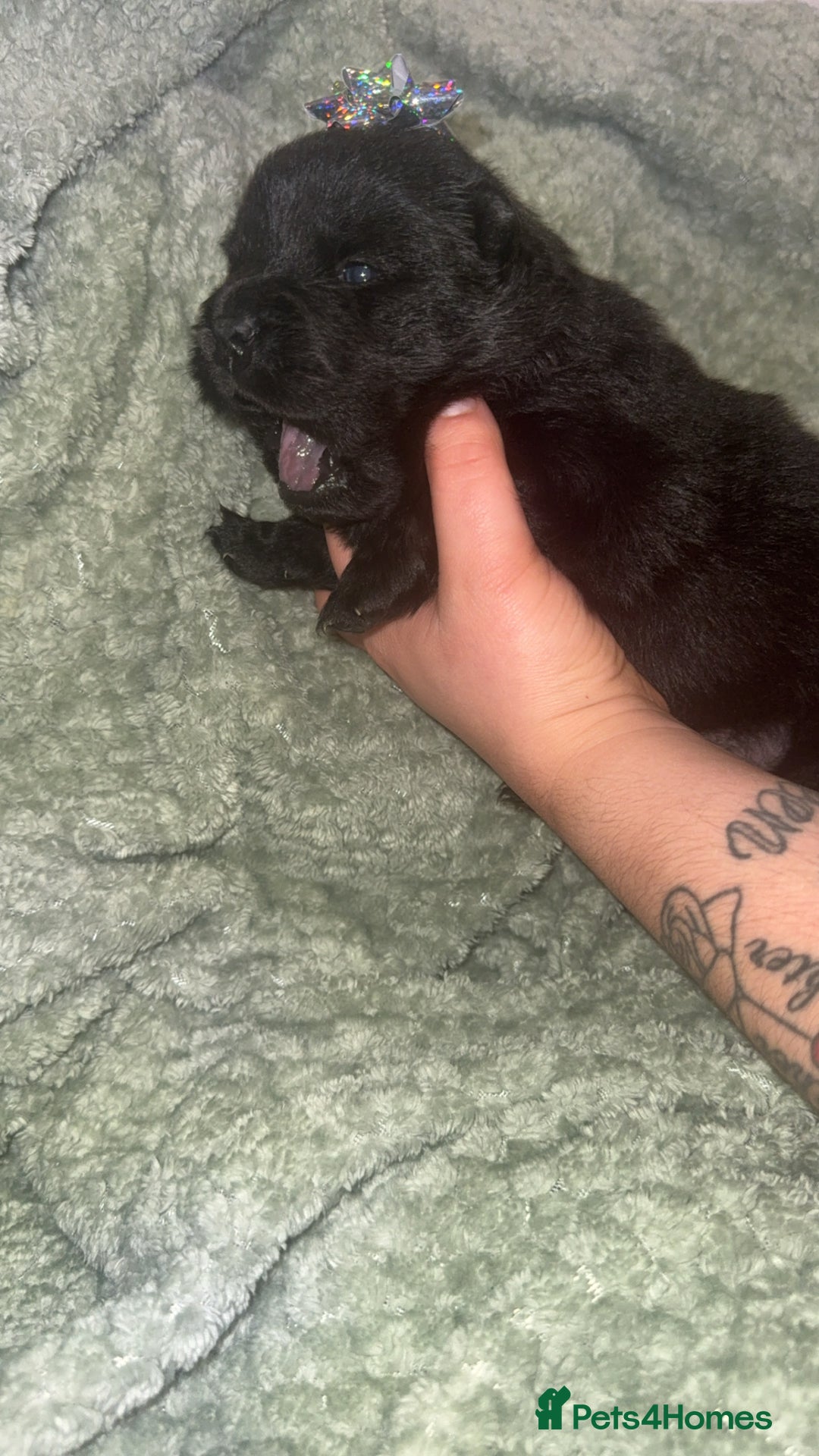 Chow Chow dogs for sale: Chow chow puppies  - Advert 28