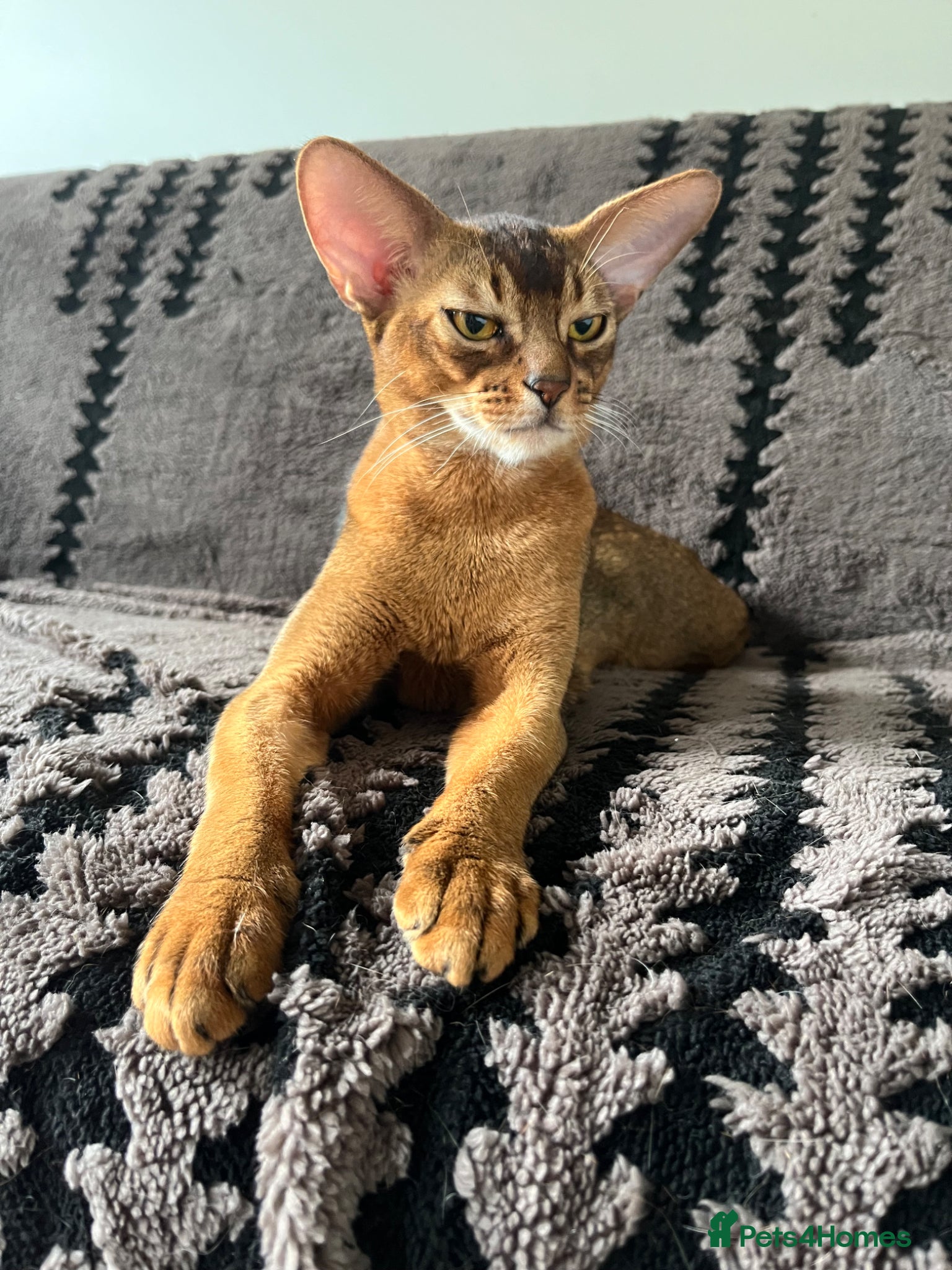 Abyssinian cats Gorgeous Abyssinians cats - Advert 2