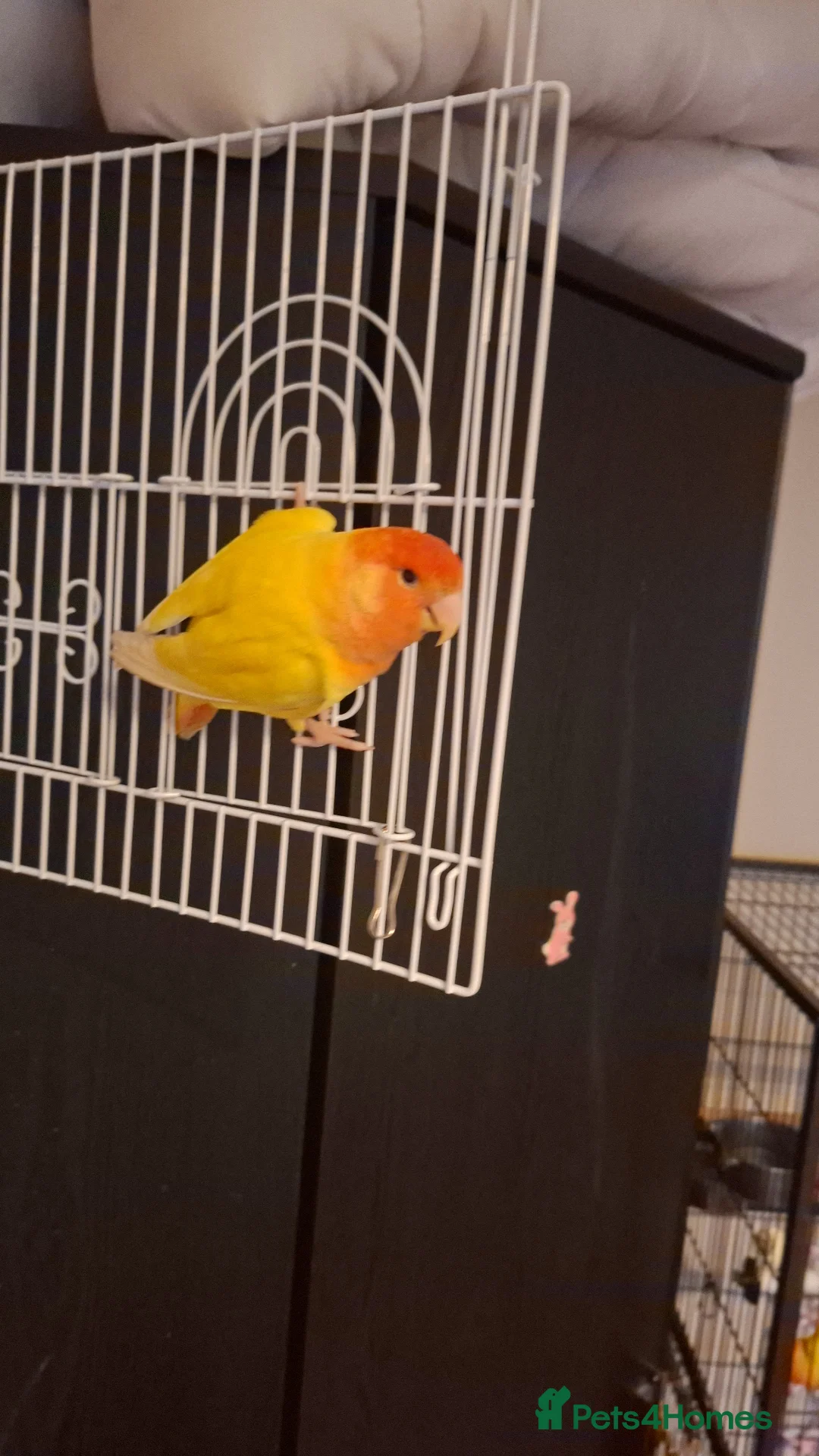 Lovebirds birds for sale: Lovebird for sale to good home  in Larkhall - Advert 2