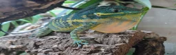 Anole reptiles for sale: Ready to breed pair of blue beauty anoles in Richmond - Advert 3