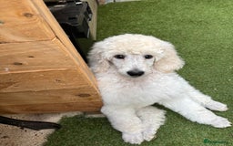 Standard Poodle dogs for sale: Standard poodle  - Image 34