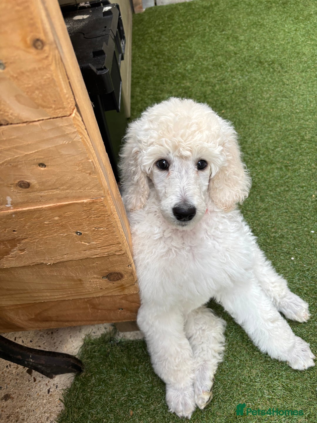 Standard Poodle dogs for sale: Standard poodle  - Image 34