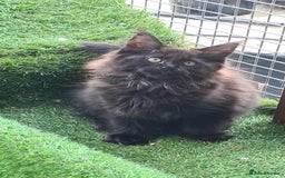 Maine Coon cats for sale: Kittens x 3 Female maine coon stunning girlies - Image 7
