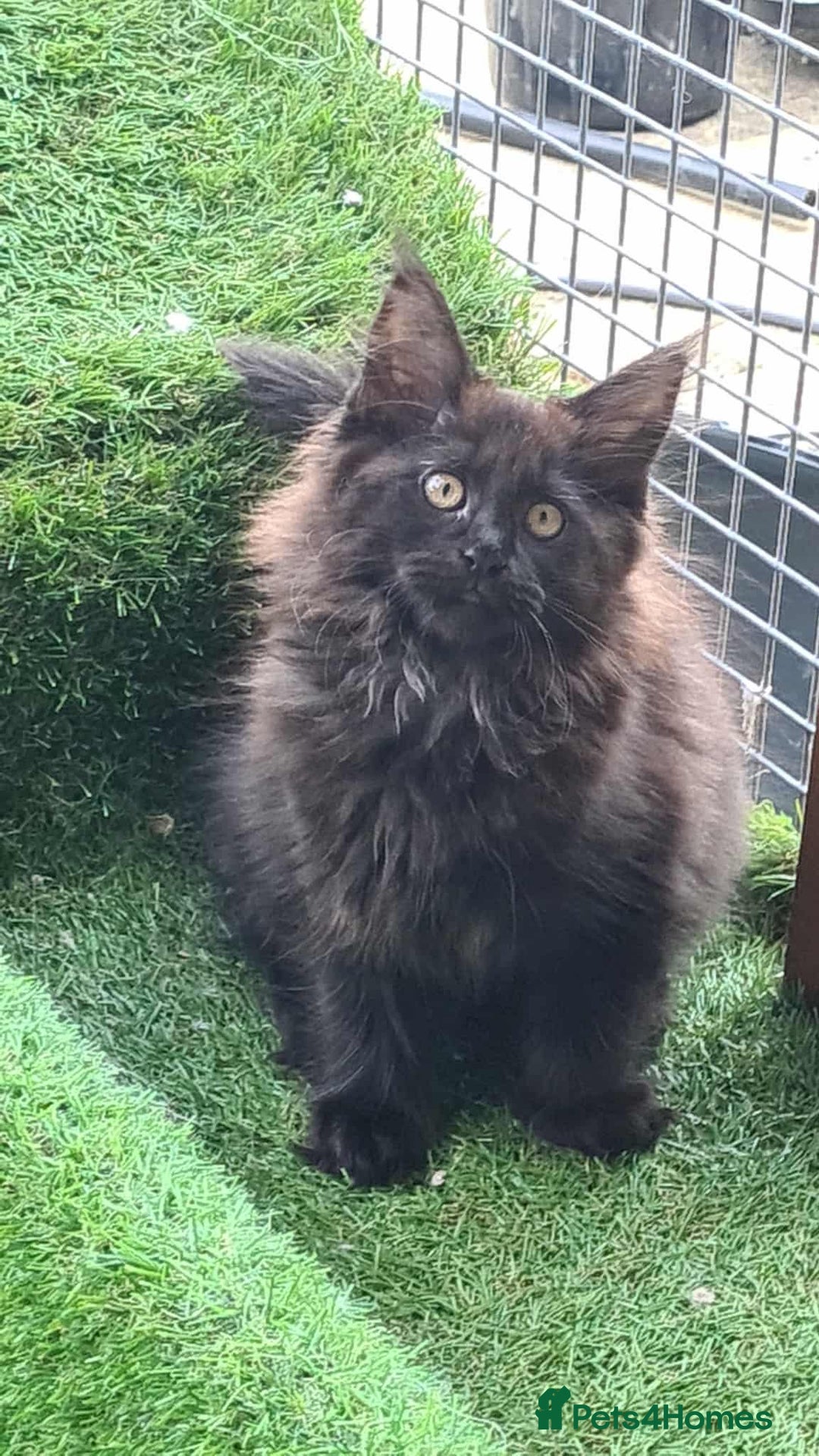 Maine Coon cats for sale: Kittens x 3 Female maine coon stunning girlies - Image 7