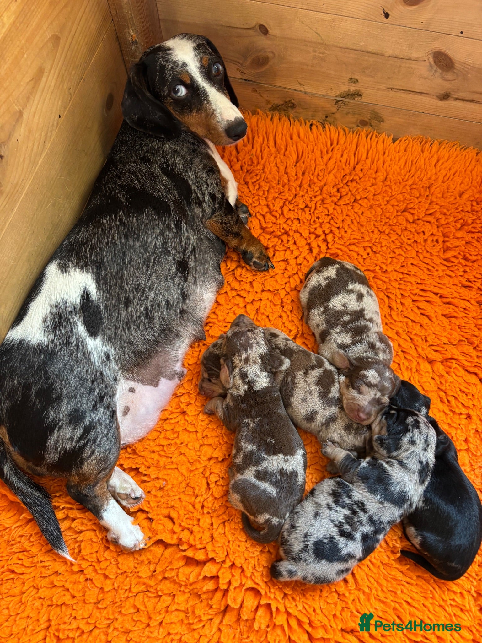 Miniature Dachshund dogs Gorgeous Litter of Miniature Dachshund Puppies - Advert 1