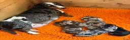 Miniature Dachshund dogs for sale: Gorgeous Litter of Miniature Dachshund Puppies - Advert 1