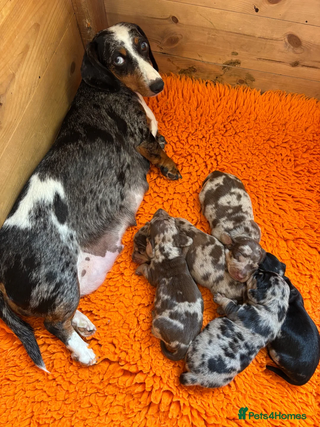 Miniature Dachshund dogs for sale: Gorgeous Litter of Miniature Dachshund Puppies - Advert 1